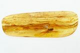 Two Detailed Fossil Marsh Beetles (Scirtidae) in Baltic Amber #307559-1